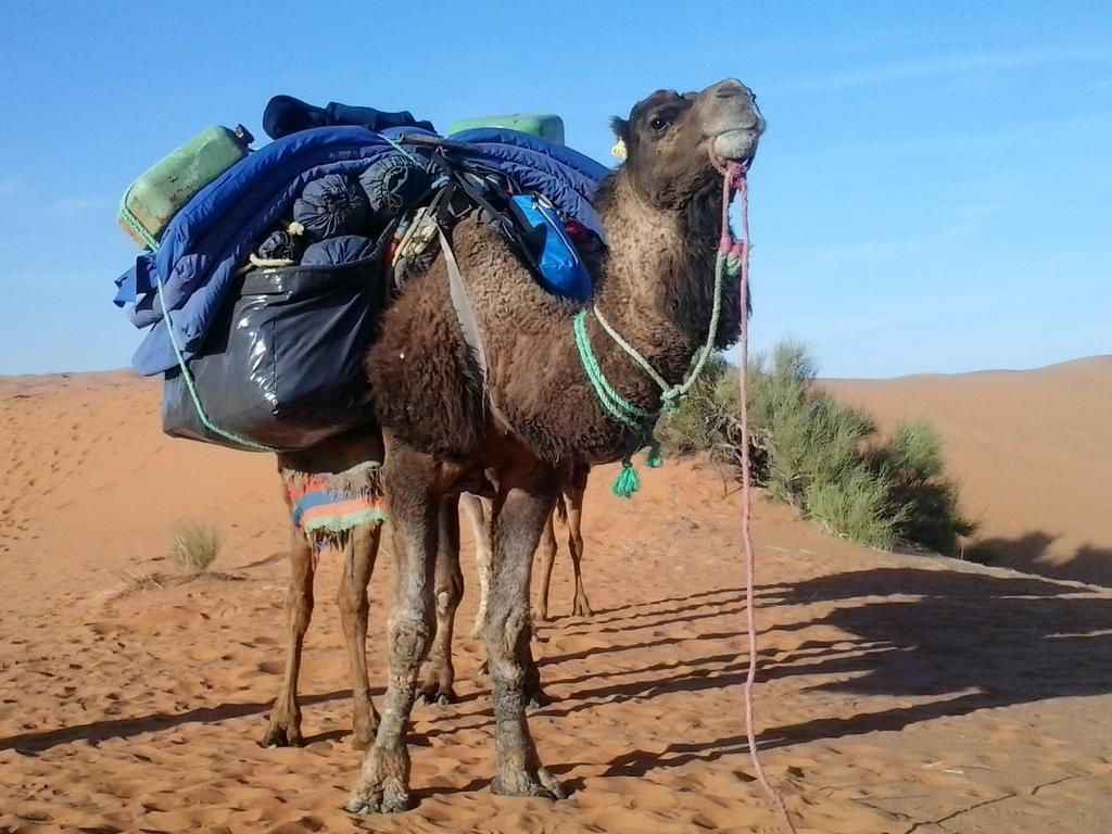 Bivouac Erg Znaigui Hotel Merzouga Bagian luar foto
